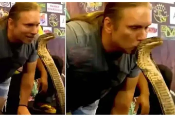 ராட்சத ராஜ நாகத்திற்கு முத்தம் கொடுத்த நபர்! அடுத்த நொடியே நடந்த அதிர்ச்சி