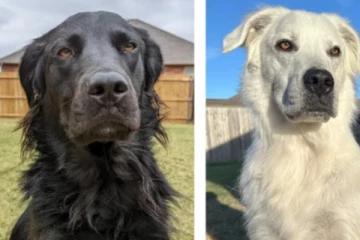 2 ஆண்டுகளில் வெள்ளையாக மாறிய கருப்பு நாய்