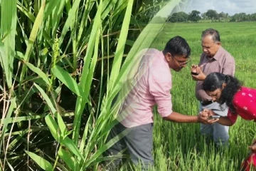 வவுனியாவில் விவசாயிகளுக்கு ஏற்பட்டுள்ள புதிய சிக்கல்: பயிர்களுக்கு நோயை பரப்பும் புதிய பூச்சி இனம்(படங்கள்)