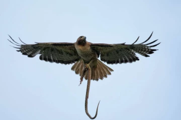 ஒரே நேரத்தில் தாக்கிய பருந்தும் பாம்பும்; திகிலூட்டும் போராட்டத்தை எதிர்கொண்ட பெண்