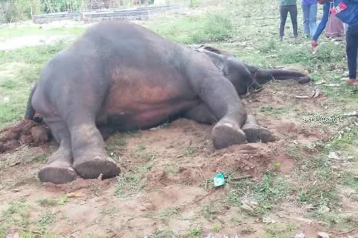 பொத்துவில்- ஊறணி பாலத்திற்கு அருகில் யானை உயிரிழப்பு: தீவிர விசாரணை முன்னெடுப்பு | Elephant Dies Near The Oorani Bridge In Pottuvil பொத்துவில்- ஊறணி பாலத்திற்கு அருகில் யானை உயிரிழப்பு: தீவிர விசாரணை முன்னெடுப்பு | Elephant Dies Near The Oorani Bridge In Pottuvil