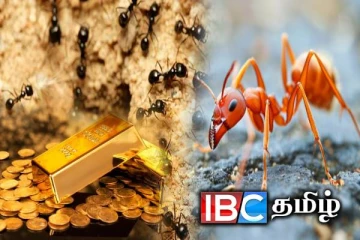 வீட்டிற்கு நிறைய எறும்பு வந்தால் இது தான் காரணம்