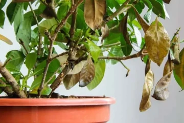 කෝපි පැලයේ කොළ දුඹුරු පැහැයට හැරෙන්නේ ඇයි?