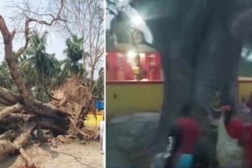 வேரோடு சாய்ந்த மரணம்! காலையில் எழுந்து கம்பீரமாக நின்ற அதிர்ச்சி