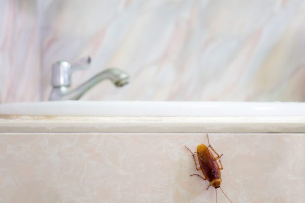 கரப்பான் பூச்சி தொல்லை ரொம்ப அதிகமாக இருக்கின்றதா? இதை மட்டும் செய்திடுங்க | What Can Be Done To Repel Cockroaches