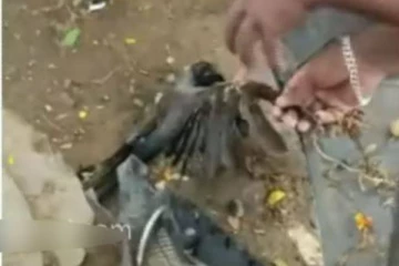 மாஞ்சா நூலில் சிக்கிதவிப்பு - பறக்க முடியாமல் கண்கலங்கும் காகம்!