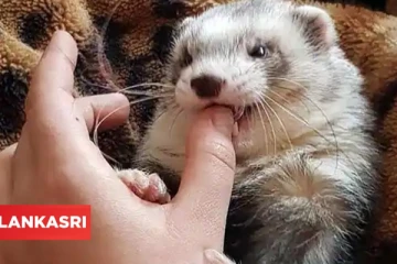 விலங்குகளுக்கான கொரோனா தடுப்பூசியை உருவாக்கிய உலகின் முதல் நாடு