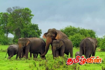 இலங்கையில் யானைகள் தொடர்பில் வெளியான அதிர்ச்சித் தகவல்கள்