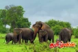 இலங்கையில் யானைகள் தொடர்பில் வெளியான அதிர்ச்சித் தகவல்கள்
