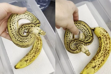 உங்கள் கண்களை ஏமாற்றும் விசித்திர வீடியோ: பாம்பா? இல்லை பனானாவா?