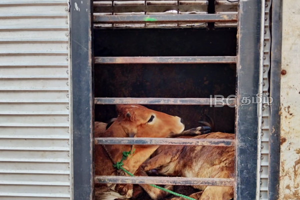 யாழில் மாடுகளை கடத்திய நபர் அதிரடி கைது | Police Arrested One For Smuggling Cows In Jaffna யாழில் மாடுகளை கடத்திய நபர் அதிரடி கைது | Police Arrested One For Smuggling Cows In Jaffna
