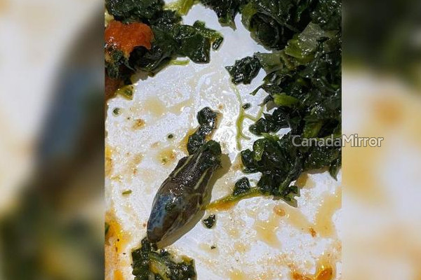 பிரபலமான விமானத்தில் வழங்கப்பட்ட உணவில் துண்டிக்கப்பட்ட  தலை! | Severed Head In The Food Served On The Plane