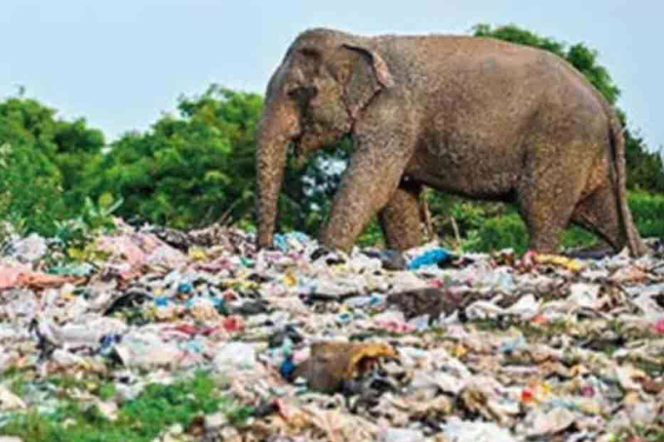 பொதுமக்களுக்கு பொலிஸார் விடுத்துள்ள எச்சரிக்கை | Police Warning To The Public