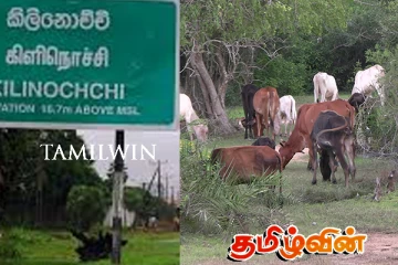 கிளிநொச்சியில் நிலவிய சீரற்ற காலநிலையால் நூற்றுக்கணக்கான கால்நடைகள் இறப்பு