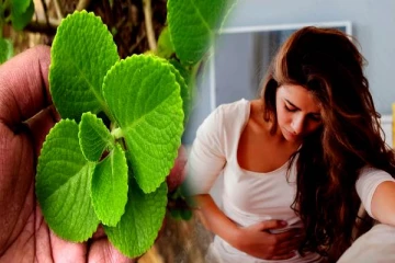 தினமும் கற்பூரவள்ளி இலையை மென்று சாப்பிட்டால் என்ன நடக்கும்?