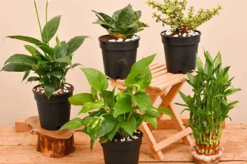 வாஸ்து சாஸ்திரப்படி இந்த செடிகளை வீட்டில் வைத்தால் போதும்.. வீட்டில் பணமழை கொட்டுமாம்!