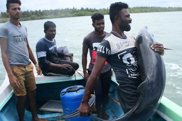 புத்தளத்தில் கரையொதுங்கும் டொல்பின்கள் !(Photos) | Dolphins Coming Ashore In Puttalam