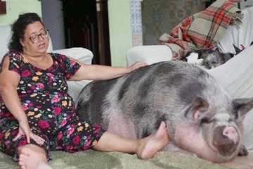 250 கிலோ பன்றியை வளர்த்து அவதிக்குள்ளான உரிமையாளர்