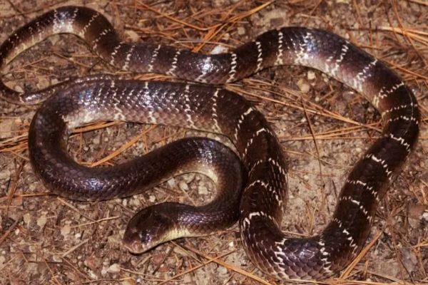 உலகின் கொடிய விஷம் கொண்ட பாம்புகள்: நூறு பேரை கொல்லுமாம் | Most Dangerous Snakes In World That Kill Humans