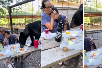 பிறந்தநாள் கொண்டாட்டத்தில் அழையா விருந்தாளியாக வந்த கரடி!