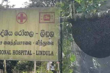 லிந்துலையில் குளவிக் கொட்டுக்கு இலக்காகி ஒருவர் உயிரிழப்பு! நால்வர் வைத்தியசாலையில்