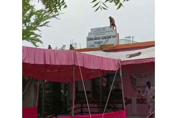 பாம்பு, குரங்கு, பூஜை என அதகளமாகும் வாக்குச்சாவடிகள் - தொடரும் பரபரப்பு | Karnataka Elections 2023 Voting Booth Atrocity பாம்பு, குரங்கு, பூஜை என அதகளமாகும் வாக்குச்சாவடிகள் - தொடரும் பரபரப்பு | Karnataka Elections 2023 Voting Booth Atrocity