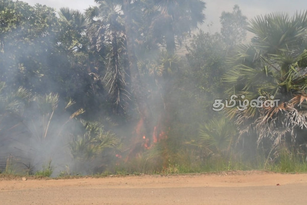 யாழ். வடமராட்சியில் பனை மரங்களுக்கு தீ வைப்பு | Palm Trees Set On Fire In Vadamarachchi
