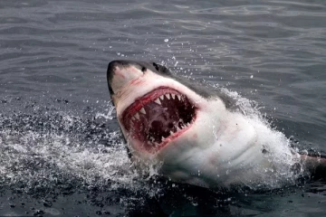 கடலில் மிதந்த உடலின் அரைவாசி பகுதி;   அவுஸ்திரேலியாவில் பதறவைத்த சம்பவம்