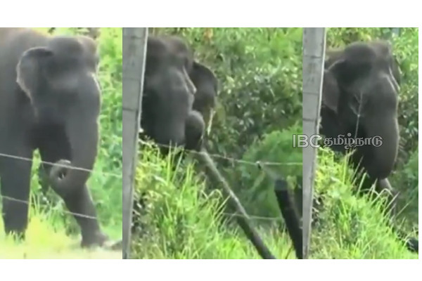 gajraj-elephant-electricity-intelligent-video