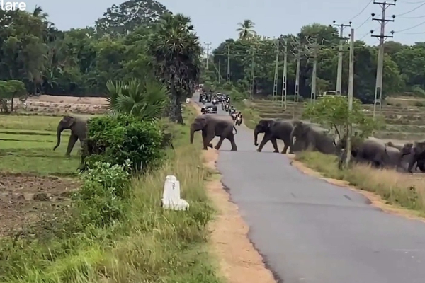 காட்டு யானையுடன் மோதி இரண்டு பேர் காயம் | Two People Injured Lorry Collision Elephant