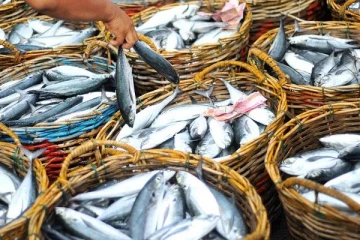 பேலியகொடை மீன் சந்தையில் மீன்களின் விலை வீழ்ச்சி