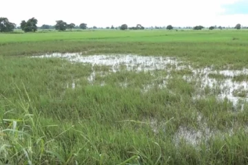 வாழைச்சேனை கமநல சேவைப்பிரிவில் 15000 இற்கு மேற்பட்ட வயல் நிலங்கள் வெள்ளத்தால் பாதிப்பு