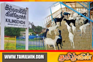 கிளிநொச்சியில் பரிதாபமாக 12 ஆடுகள் உயிரிழப்பு