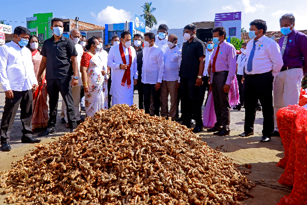 அம்பாந்தோட்டையில் பிரதமர் தலைமையில் மஞ்சள் அறுவடை கொள்முதல் (Photos) | Hambantota Mahindarajapaksa Turmeric Farmers அம்பாந்தோட்டையில் பிரதமர் தலைமையில் மஞ்சள் அறுவடை கொள்முதல் (Photos) | Hambantota Mahindarajapaksa Turmeric Farmers