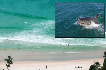 கடலில் குளித்தவர்களை தாக்கிய ராட்சத சுறா மீன்: எடுக்கபட்ட அதிரடி நடவடிக்கை!