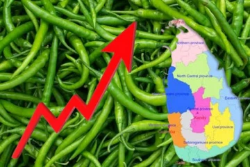 நாட்டில்1000 ரூபாயாக அதிகரித்த பச்சை மிளகாயின் விலை