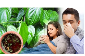 தீராத சளி, காய்ச்சலை விரட்டியடிக்கும் வெற்றிலை சூப் - எப்படி செய்வது என்று பாருங்க...