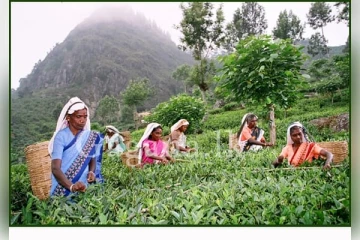 බගවන්තලාව තේ වතු සලිත කල හදිසි ප්‍රහාරය..හත් දෙනෙකු රෝහලේ..