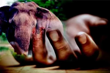திருகோணமலையில் யானை தாக்கியதில் வயோதிபர் உயிரிழப்பு