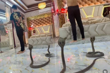 எங்கு சென்றாலும் இளைஞரை பின் தொடரும் பாம்புகள்- வைரல் வீடியோ