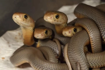 මවයි දරු දෙදෙනයි නිදාගත් ඇඳේ මෙට්ටය යට නයි පැටව් 30ක්