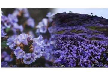 Wow.... இடுக்கில் பூத்துக் குலுங்கும் நீலக்குறிஞ்சி பூக்கள் - ரம்மியமயமான வீடியோ வைரல்...!