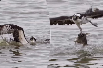 Viral Video: கழுகை மீண்டும் மீண்டும் தண்ணீருக்குள் மூழ்க வைத்த மீன்! இறுதியில் நடந்த டுவிஸ்ட்