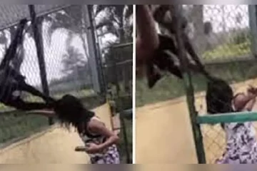 செல்பி எடுக்க முயற்சித்த இளம்பெண்ணிற்கு குரங்குகளால் நேர்ந்த கதி!