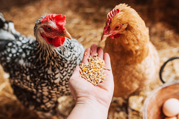 மீண்டும் அதிகரிக்கும் முட்டை விலை! | Egg Prices Will Increase Again மீண்டும் அதிகரிக்கும் முட்டை விலை! | Egg Prices Will Increase Again