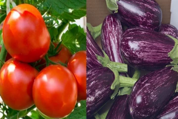 தக்காளி மற்றும் கத்திரிக்காய் விலை அதிகரிப்பு