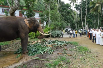 கண்டியில் உள்ள தாய்லாந்து யானை ஆரோக்கியமாக உள்ளது! இலங்கைக்கான தாய்லாந்து தூதுவர்