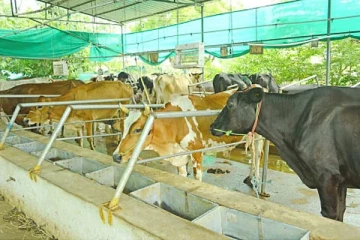 2500 பசு மாடுகள் இறக்குமதி செய்யப்படும்: அரசாங்கம்