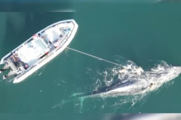 கனடாவில் மீன் வலையில் சிக்கி தவித்த திமிங்கலம்: 4 நாள் மீட்புக்கு பிறகு விடுவிப்பு