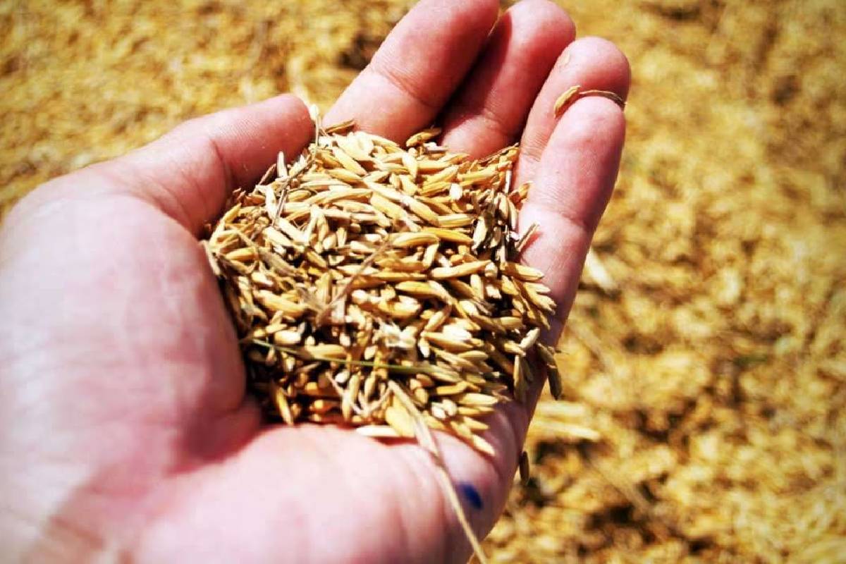 நெல் கொள்வனவு மேற்கொள்வது தொடர்பான கலந்துரையாடல் | Paddy Held By Farmers Will Be Procured